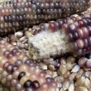 SEMINTE PORUMB POPCORN - P 02 - Img 6