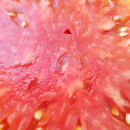 SEMINTE ROSII INIMA DE BOU - T 932 SIBERIAN PINK HONEY - Img 7