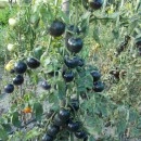 SEMINTE ROSII NEGRE INDIGO - T.17 AZUL DE ARIZONA - Img 5