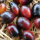 SEMINTE ROSII NEGRE - T 1013 BLUE KUMQUAT - Img 6