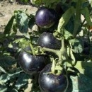 SEMINTE ROSII NEGRE - T. 151 INDIGO ROSE - Img 7