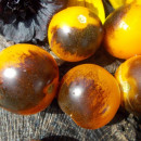 SEMINTE ROSII NEGRE - T 748 INDIGO FIREBALL