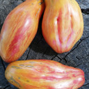 SEMINTE ROSII - T 1023 TULIP YELLOW - Img 2