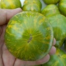 SEMINTE ROSII - T. 107 GREEN ZEBRA