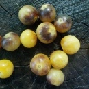 SEMINTE ROSII - T 1098 AMETIST CREAM CHERRY