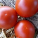 SEMINTE ROSII - T 1102 DELIGHTFUL TOMATO