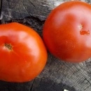 SEMINTE ROSII - T 1129 ROSII DE SALATA