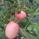 SEMINTE ROSII - T. 268 PINK PLUM - Img 1