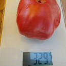 SEMINTE ROSII - T 588 GIANT TOMATO TREE - Img 4
