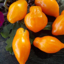 SEMINTE ROSII - T 651 - TULIP ORANGE - Img 2