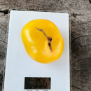 SEMINTE ROSII - T 805 JAKKASS YELLOW DWARF - Img 6