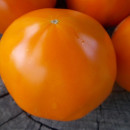 SEMINTE ROSII - T 823 STEN KA RAZIN ORANGE