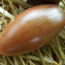SEMINTE ROSII - T 890 BOAR S TOOTH - Img 3