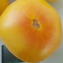 SEMINTE ROSII - T 962 GOLDEN QUEEN USDA STRAIN - Img 7