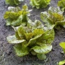 SEMINTE SALATA - D 176 STRAWBERRY CABBAGE LETTUCE - Img 3