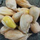 SEMINTE TOMATILLO - D 217 QUEEN OF MALINALCO - Img 6