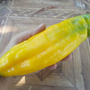 SEMINTE ARDEI - A 29 THE SWEET YELLOW