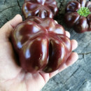 SEMINTE ARDEI - A 83 TOMATEN PAPRIKA CHOCOLATE - Img 3