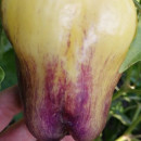 SEMINTE ARDEI - A 86 PURPLE SMUDGE GOLD - Img 8