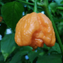 SEMINTE ARDEI IUTE - AI 132 CAROLINA REAPER PEACH neizolat - Img 3