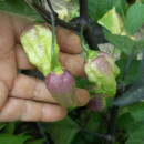 SEMINTE ARDEI IUTE - AI 93 PINK TIGER X REAPER PEACH (PHENO) - NEIZOLAT - Img 5