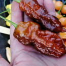 SEMINTE ARDEI IUTE - AI 99 SAY S X BHUT PHENO 2 CHOCO - NEIZOLAT