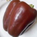 SEMINTE ARDEI MARON - A. 08 CHOCOLATE BEAUTY