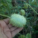 SEMINTE CASTRAVETI - D. 10 CUCUMIS ANGURIA