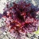 SEMINTE - D. 51 SALATA ROSIE - MERLOT