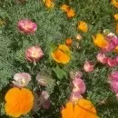 SEMINTE MAC CALIFORNIAN - ESCHSCHOLZIA CALIFORNICA - MIX - D 143 - Img 2