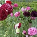 SEMINTE MAC DE GRADINA -D 141 PAEONY DOUBLE MIXED - Img 2