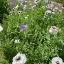SEMINTE MAC - PAPAVER AMAZING GREY - D 138 - Img 3
