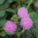 SEMINTE MIMOSA PUDICA - D 168