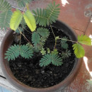 SEMINTE MIMOSA PUDICA - D 168 - Img 7