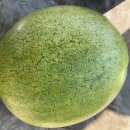 SEMINTE PEPENE VERDE DE IARNA - WATERMELON BOTSWANA FOR WINTER - D 234 - Img 5