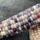 SEMINTE PORUMB POPCORN - GLASS GEM - P 11