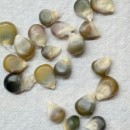 SEMINTE PORUMB POPCORN - GRUNPERL P 26 - Img 2