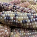 SEMINTE PORUMB POPCORN - P 02 - Img 3
