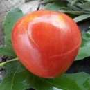 SEMINTE ROSII INIMA DE BOU - T 746 HUNGARIAN PINK HEART