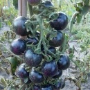 SEMINTE ROSII NEGRE INDIGO - T.17 AZUL DE ARIZONA - Img 1