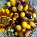 SEMINTE ROSII NEGRE - T 596 INDIGO KUMQUAT F5