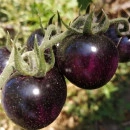 SEMINTE ROSII NEGRE - T 808 PAINTED PINK