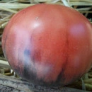 SEMINTE ROSII NEGRE - T 941 MAR AZUL