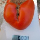 SEMINTE ROSII - T. 103 IMPROVED COLOSAL RED