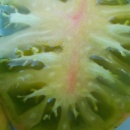 SEMINTE ROSII - T 1117 GREEN ZEBRA PINEAPPLE - Img 6