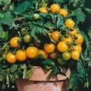 SEMINTE ROSII - T. 114 GELBE TOPFTOMATE de ghiveci