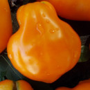SEMINTE ROSII - T 651 - TULIP ORANGE