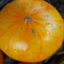 SEMINTE ROSII - T 697 YELLOW MELON