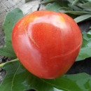 SEMINTE ROSII - T 746 HUNGARIAN PINK HEART