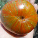 SEMINTE ROSII - T 752 IRISH STRIPES - Img 3